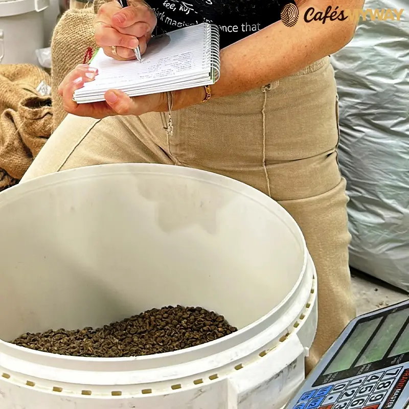 Catas de café verde