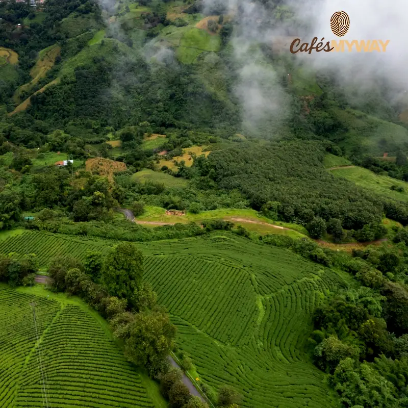 Plantaciones de café Panamá