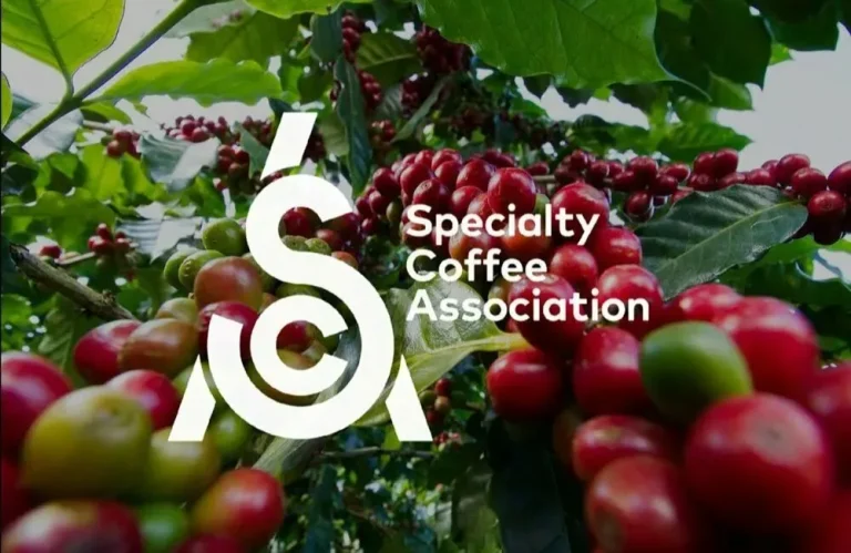 La Specialty Coffee Association Revoluciona su Modelo de Membresía: Un Futuro Más Conectado y Educativo