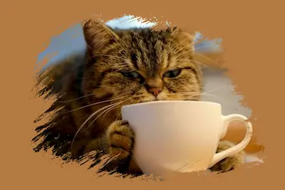 Gato bebiendo café