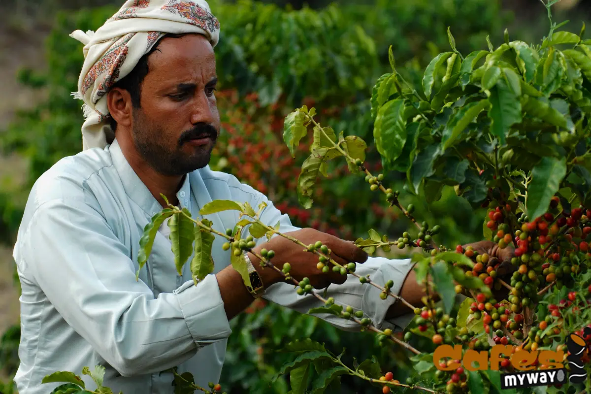Recolector de café en Yemen