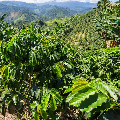 Plantación de café Burundi