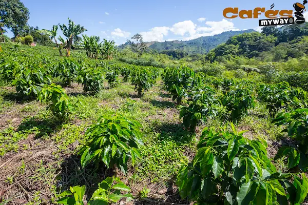 Plantación de café en Brasil