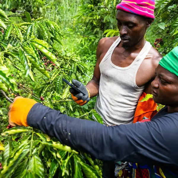 Plantación de café Burundi