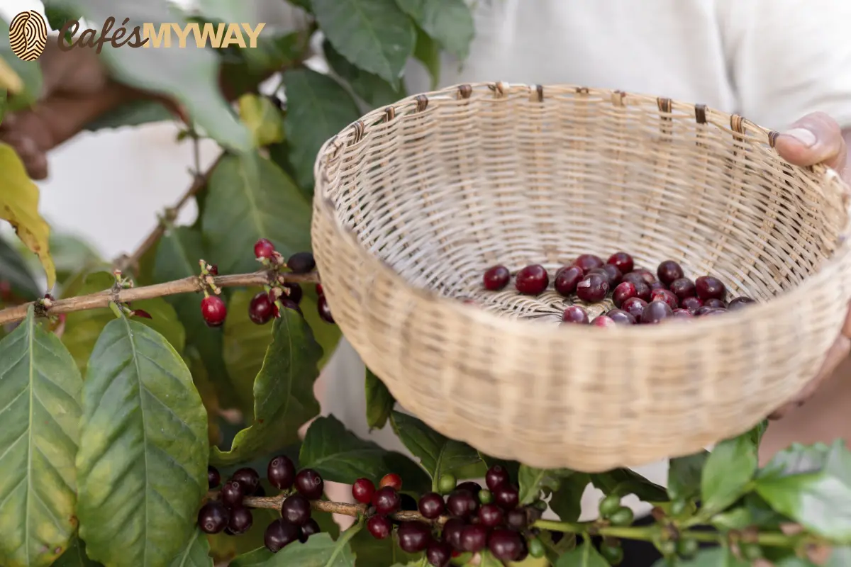 Recolectando café Obata