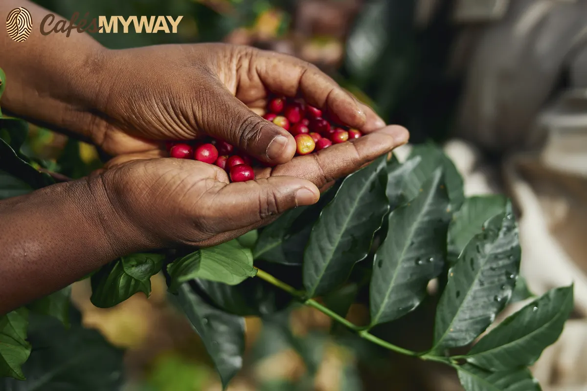 variedad de café Obata