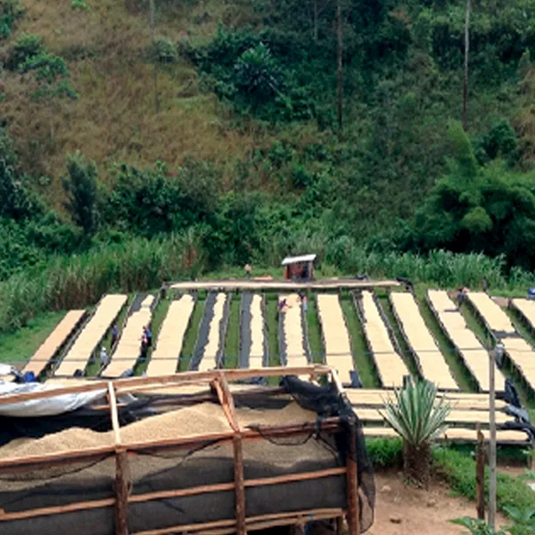 plantación café Ruanda