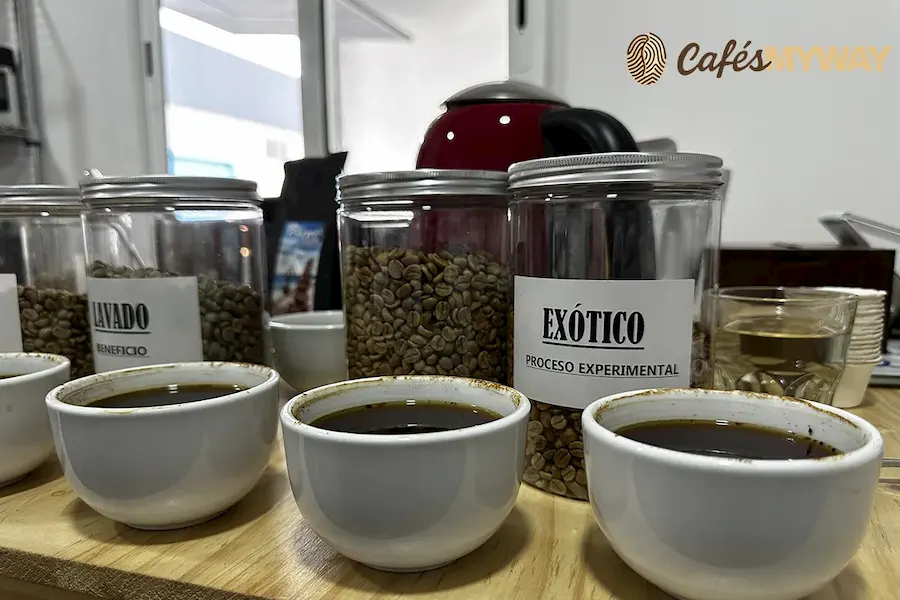 cata café de especialidad Myway