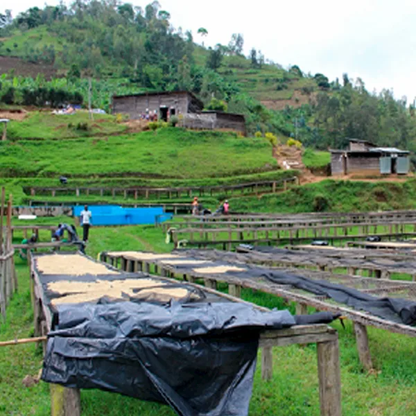 Caficultores Ruanda