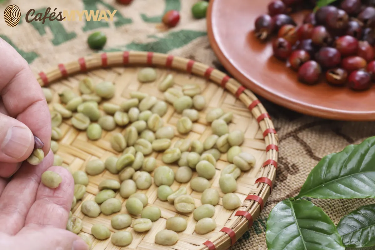 granos de café arábica